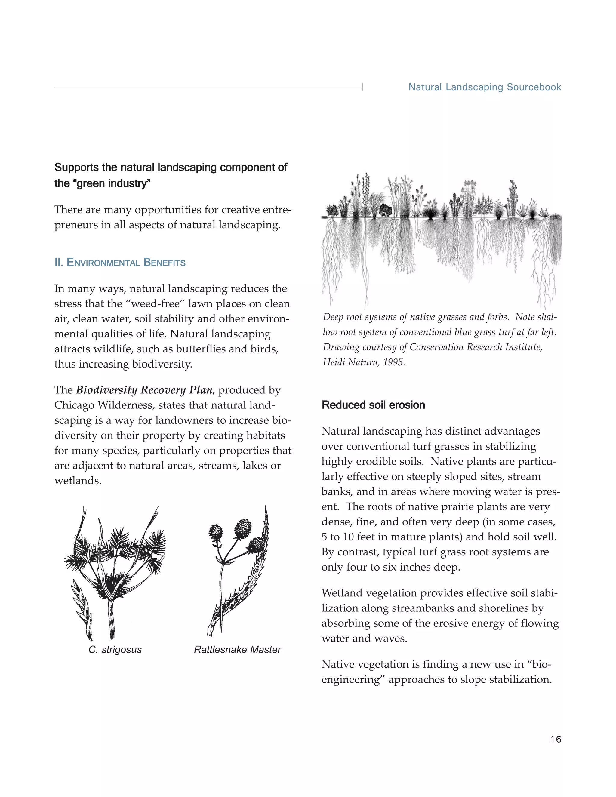 Natural Landscaping Sourcebook




Supports the natural landscaping component of
the “green industry”

There are many opportunities for creative entre-
preneurs in all aspects of natural landscaping.


II. ENVIRONMENTAL BENEFITS

In many ways, natural landscaping reduces the
stress that the “weed-free” lawn places on clean
air, clean water, soil stability and other environ-   Deep root systems of native grasses and forbs. Note shal-
mental qualities of life. Natural landscaping         low root system of conventional blue grass turf at far left.
attracts wildlife, such as butterflies and birds,     Drawing courtesy of Conservation Research Institute,
thus increasing biodiversity.                         Heidi Natura, 1995.

The Biodiversity Recovery Plan, produced by
Chicago Wilderness, states that natural land-         Reduced soil erosion
scaping is a way for landowners to increase bio-
diversity on their property by creating habitats      Natural landscaping has distinct advantages
for many species, particularly on properties that     over conventional turf grasses in stabilizing
are adjacent to natural areas, streams, lakes or      highly erodible soils. Native plants are particu-
wetlands.                                             larly effective on steeply sloped sites, stream
                                                      banks, and in areas where moving water is pres-
                                                      ent. The roots of native prairie plants are very
                                                      dense, fine, and often very deep (in some cases,
                                                      5 to 10 feet in mature plants) and hold soil well.
                                                      By contrast, typical turf grass root systems are
                                                      only four to six inches deep.

                                                      Wetland vegetation provides effective soil stabi-
                                                      lization along streambanks and shorelines by
                                                      absorbing some of the erosive energy of flowing
                                                      water and waves.
       C. strigosus           Rattlesnake Master
                                                      Native vegetation is finding a new use in “bio-
                                                      engineering” approaches to slope stabilization.




                                                                                                                16
 