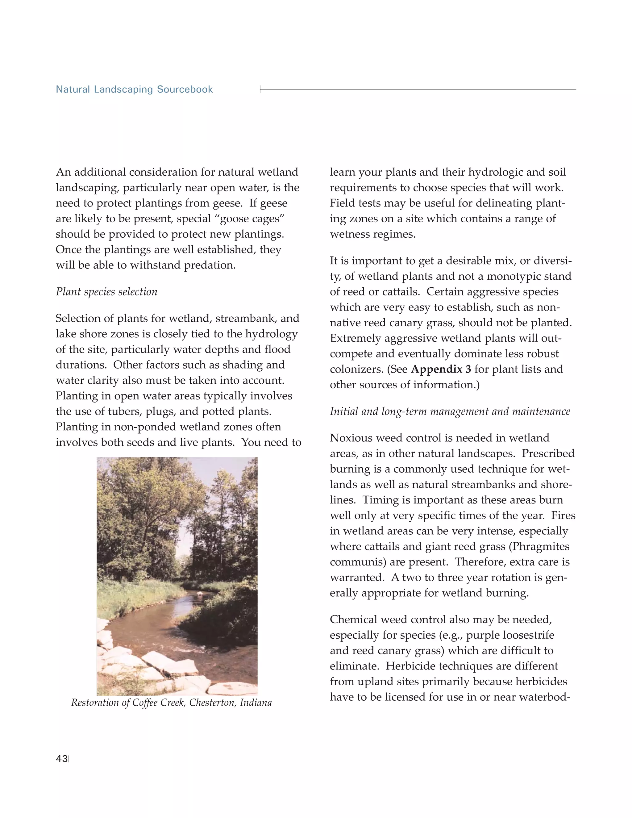 Natural Landscaping Sourcebook




An additional consideration for natural wetland         learn your plants and their hydrologic and soil
landscaping, particularly near open water, is the       requirements to choose species that will work.
need to protect plantings from geese. If geese          Field tests may be useful for delineating plant-
are likely to be present, special “goose cages”         ing zones on a site which contains a range of
should be provided to protect new plantings.            wetness regimes.
Once the plantings are well established, they
will be able to withstand predation.                    It is important to get a desirable mix, or diversi-
                                                        ty, of wetland plants and not a monotypic stand
Plant species selection                                 of reed or cattails. Certain aggressive species
                                                        which are very easy to establish, such as non-
Selection of plants for wetland, streambank, and        native reed canary grass, should not be planted.
lake shore zones is closely tied to the hydrology       Extremely aggressive wetland plants will out-
of the site, particularly water depths and flood        compete and eventually dominate less robust
durations. Other factors such as shading and            colonizers. (See Appendix 3 for plant lists and
water clarity also must be taken into account.          other sources of information.)
Planting in open water areas typically involves
the use of tubers, plugs, and potted plants.            Initial and long-term management and maintenance
Planting in non-ponded wetland zones often
involves both seeds and live plants. You need to        Noxious weed control is needed in wetland
                                                        areas, as in other natural landscapes. Prescribed
                                                        burning is a commonly used technique for wet-
                                                        lands as well as natural streambanks and shore-
                                                        lines. Timing is important as these areas burn
                                                        well only at very specific times of the year. Fires
                                                        in wetland areas can be very intense, especially
                                                        where cattails and giant reed grass (Phragmites
                                                        communis) are present. Therefore, extra care is
                                                        warranted. A two to three year rotation is gen-
                                                        erally appropriate for wetland burning.

                                                        Chemical weed control also may be needed,
                                                        especially for species (e.g., purple loosestrife
                                                        and reed canary grass) which are difficult to
                                                        eliminate. Herbicide techniques are different
                                                        from upland sites primarily because herbicides
     Restoration of Coffee Creek, Chesterton, Indiana
                                                        have to be licensed for use in or near waterbod-




43
 