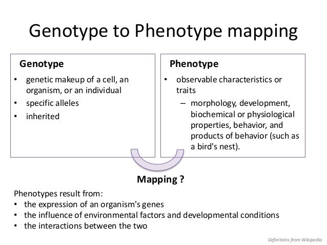 phenotype and genotype
