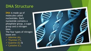 DNA Structure
DNA is made up of
molecules called
nucleotides. Each
nucleotide contains a
phosphate group, a sugar
group and a nitrogen
base.
The four types of nitrogen
bases are:
 Adenine (A),
 Thymine (T),
 Guanine (G) &
 Cytosine (C).
 
