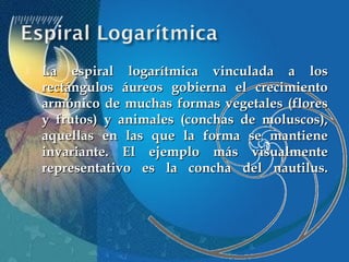 

La espiral logarítmica vinculada a los
rectángulos áureos gobierna el crecimiento
armónico de muchas formas vegetales (flores
y frutos) y animales (conchas de moluscos),
aquellas en las que la forma se mantiene
invariante. El ejemplo más visualmente
representativo es la concha del nautilus.

 