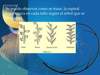 Se puede observar como se traza la espiral
logarítmica en cada tallo según el árbol que se
considere

 