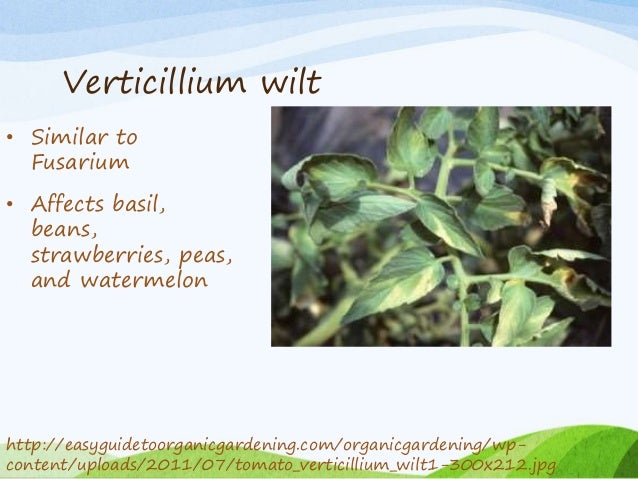Natural Treatment For Verticillium Wilt Natural Treatment For Verticillium Wilt