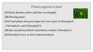 Primary pigment in plant
Chlorin absorbs yellow and blue wavelengths.
Reflecting green.
All land plants and green algae have two types of chlorophyll.
◦ Chlorophyll a and Chlorophyll b.
Kelps and photosynthetic heterokonts contain Chlorophyll c.
Chlorophyll serve as fuel to photosynthesis.
 