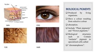 BIOLOGICALPIGMENTS
 Produced by living
organisms.
 Have a colour resulting
from selective colour
 absorption.
 Include “Plant pigments”
and “Flower pigments.”
 Biological structures
such as Contain
“melanin” pigment in
specialized cells called
 “chromatophores”.
SKIN EYES
FUR HAIR
 