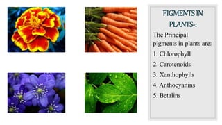 PIGMENTS IN
PLANTS-:
The Principal
pigments in plants are:
1. Chlorophyll
2. Carotenoids
3. Xanthophylls
4. Anthocyanins
5. Betalins
 