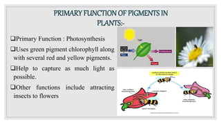 PRIMARY FUNCTION OF PIGMENTS IN
PLANTS:-
Primary Function : Photosynthesis
Uses green pigment chlorophyll along
with several red and yellow pigments.
Help to capture as much light as
possible.
Other functions include attracting
insects to flowers
 