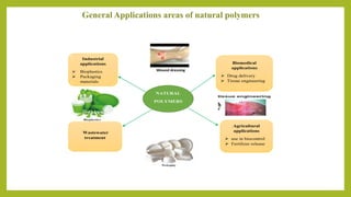 General Applications areas of natural polymers
NATURAL
POLYMERS
Industrial
applications
 Bioplastics
 Packaging
materials
Biomedical
applications
 Drug delivery
 Tissue engineering
Wastewater
treatment
Agricultural
applications
 use in biocontrol
 Fertilizer release
 