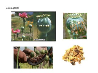 Natural Products Example Natural products examples, isolation, uses | PPTX