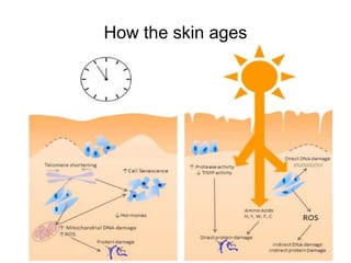 How the skin ages
 