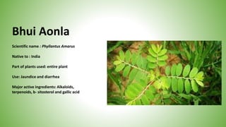 Bhui Aonla
Scientific name : Phyllantus Amarus
Native to : India
Part of plants used: entire plant
Use: Jaundice and diarrhea
Major active ingredients: Alkaloids,
terpenoids, b- sitosterol and gallic acid