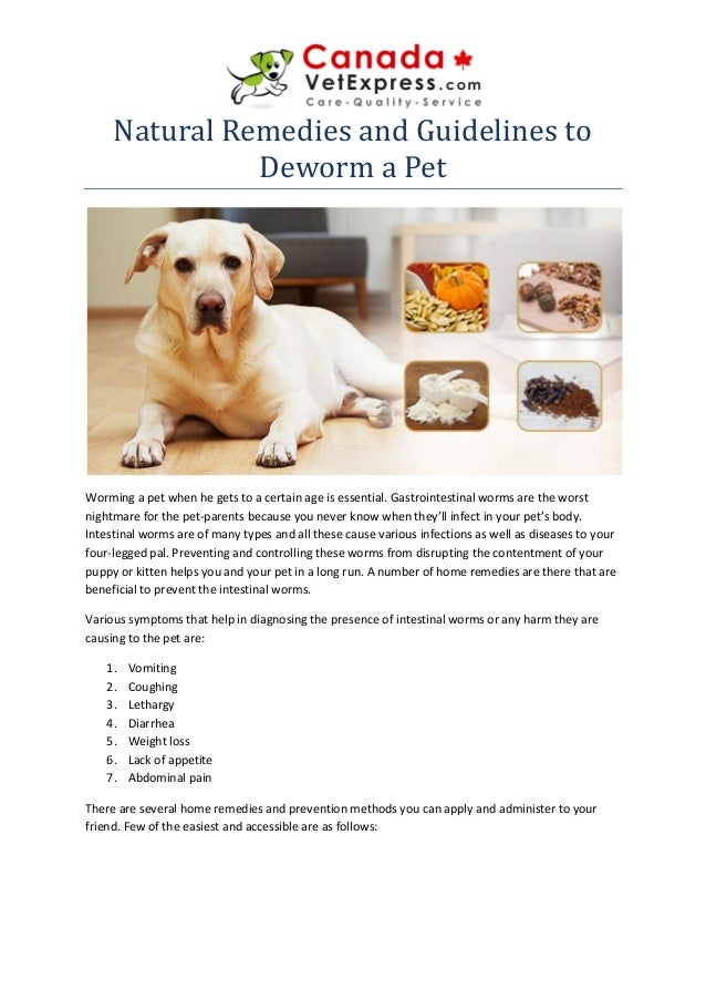 natural remedies for hookworms in dogs
