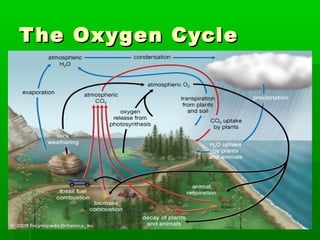 The Oxygen CycleThe Oxygen Cycle
 
