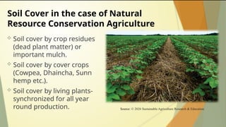 Soil Cover in the case of Natural
Resource Conservation Agriculture
 Soil cover by crop residues
(dead plant matter) or
important mulch.
 Soil cover by cover crops
(Cowpea, Dhaincha, Sunn
hemp etc.).
 Soil cover by living plants-
synchronized for all year
round production. Source: © 2026 Sustainable Agriculture Research & Education
 