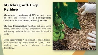 Mulching with Crop
Residues
Maintaining a minimum of 30% organic cover
on the soil surface is a non-negotiable
component of true Conservation Agriculture.
Moisture Conservation: Residues act as a vapor
barrier, drastically cutting evaporation rates and
maintaining moisture in the root zone during dry
spells.
Weed Suppression: A thick layer of mulch blocks
photosynthetically active radiation (PAR) from
reaching weed seeds, reducing herbicide
dependency.
 