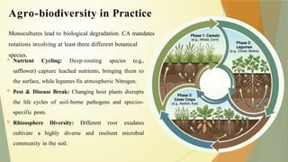 Monocultures lead to biological degradation. CA mandates
rotations involving at least three different botanical
species.
 Nutrient Cycling: Deep-rooting species (e.g.,
safflower) capture leached nutrients, bringing them to
the surface, while legumes fix atmospheric Nitrogen.
 Pest & Disease Break: Changing host plants disrupts
the life cycles of soil-borne pathogens and species-
specific pests.
 Rhizosphere Diversity: Different root exudates
cultivate a highly diverse and resilient microbial
community in the soil.
Agro-biodiversity in Practice
 