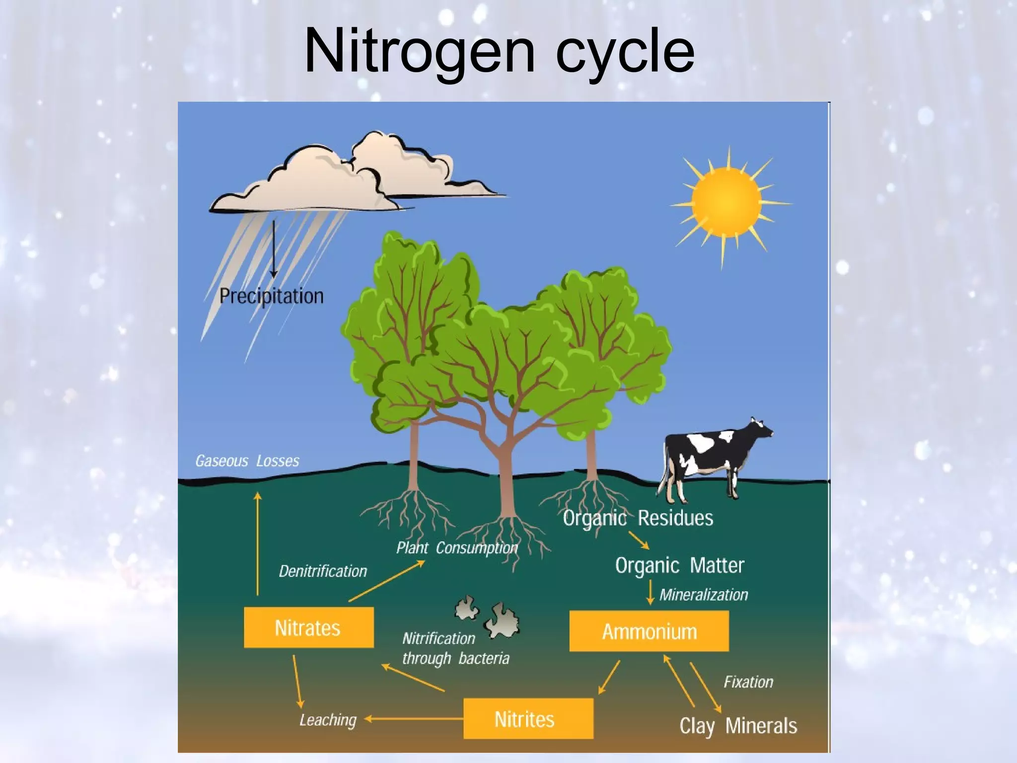 Nitrogen cycle
 