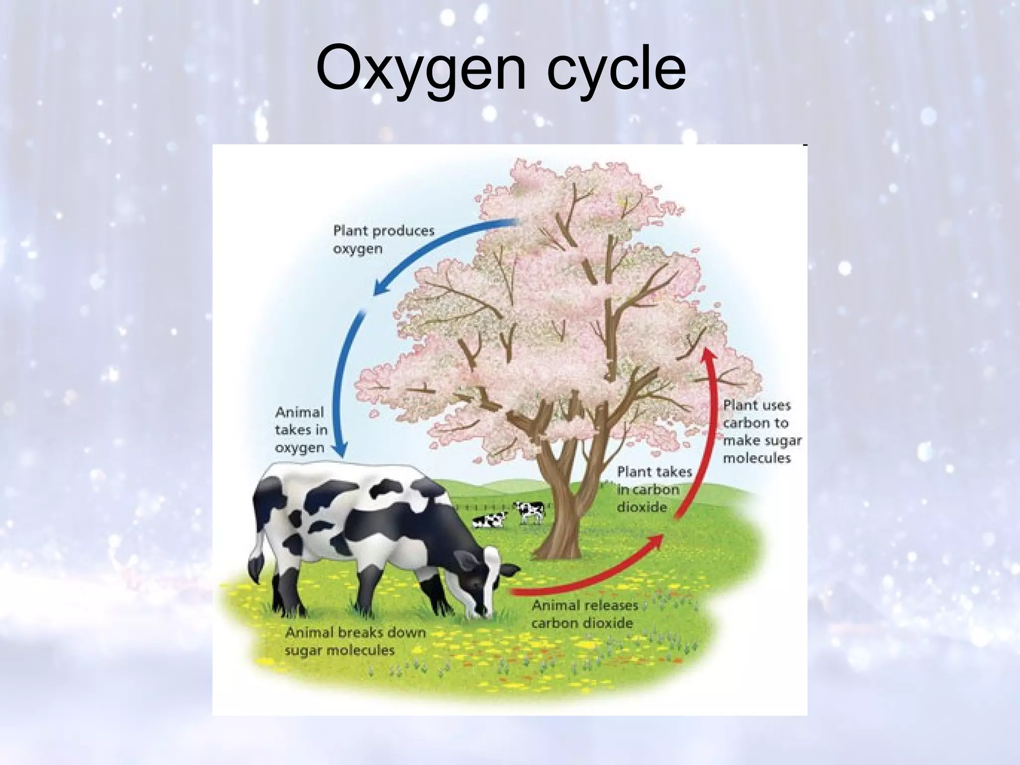 Oxygen cycle
 