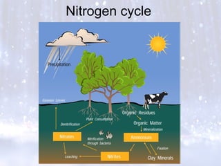 Nitrogen cycle
 