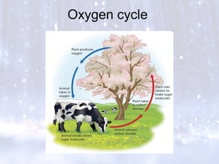 Oxygen cycle
 