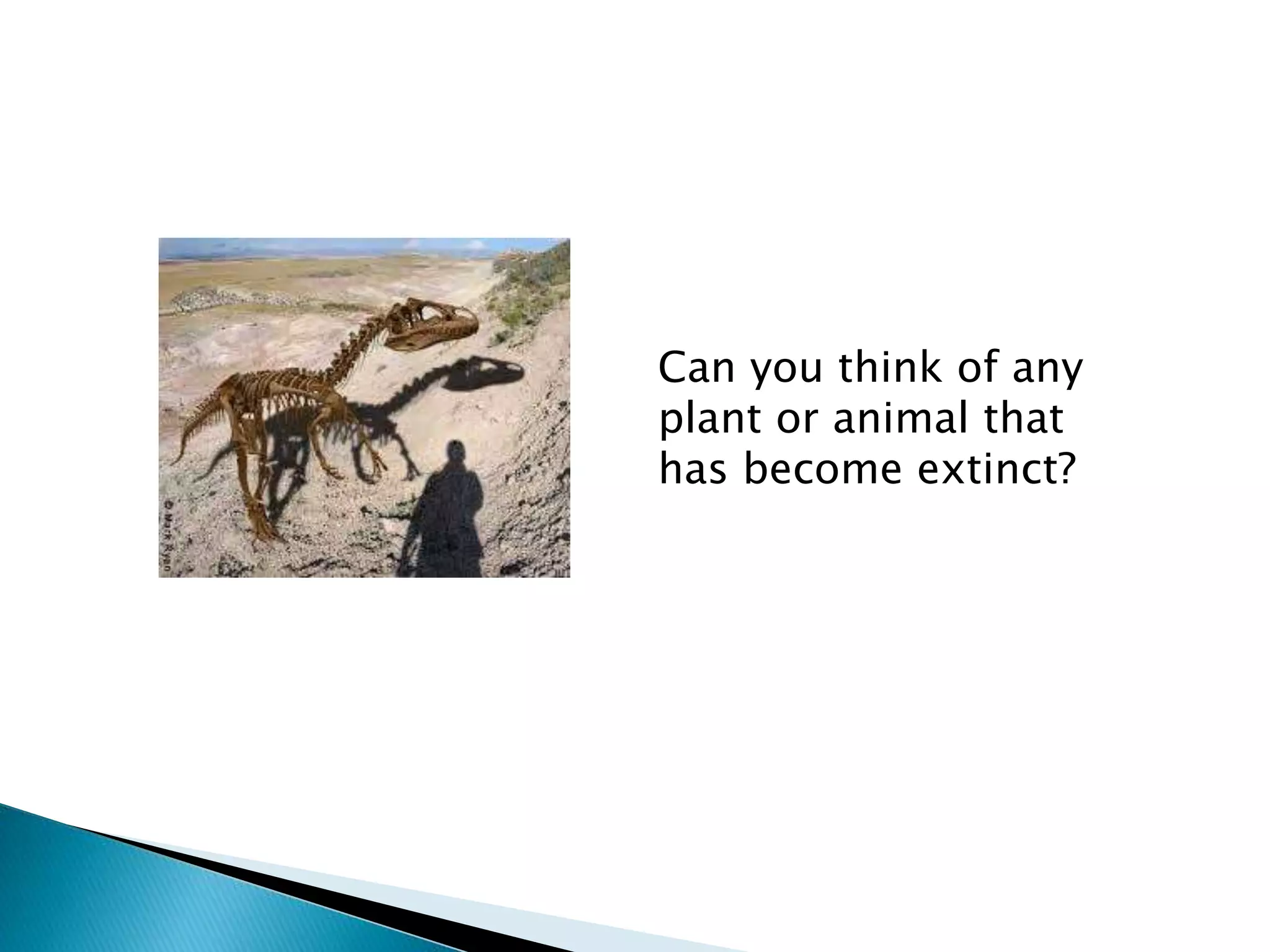 Can you think of any
plant or animal that
has become extinct?
 