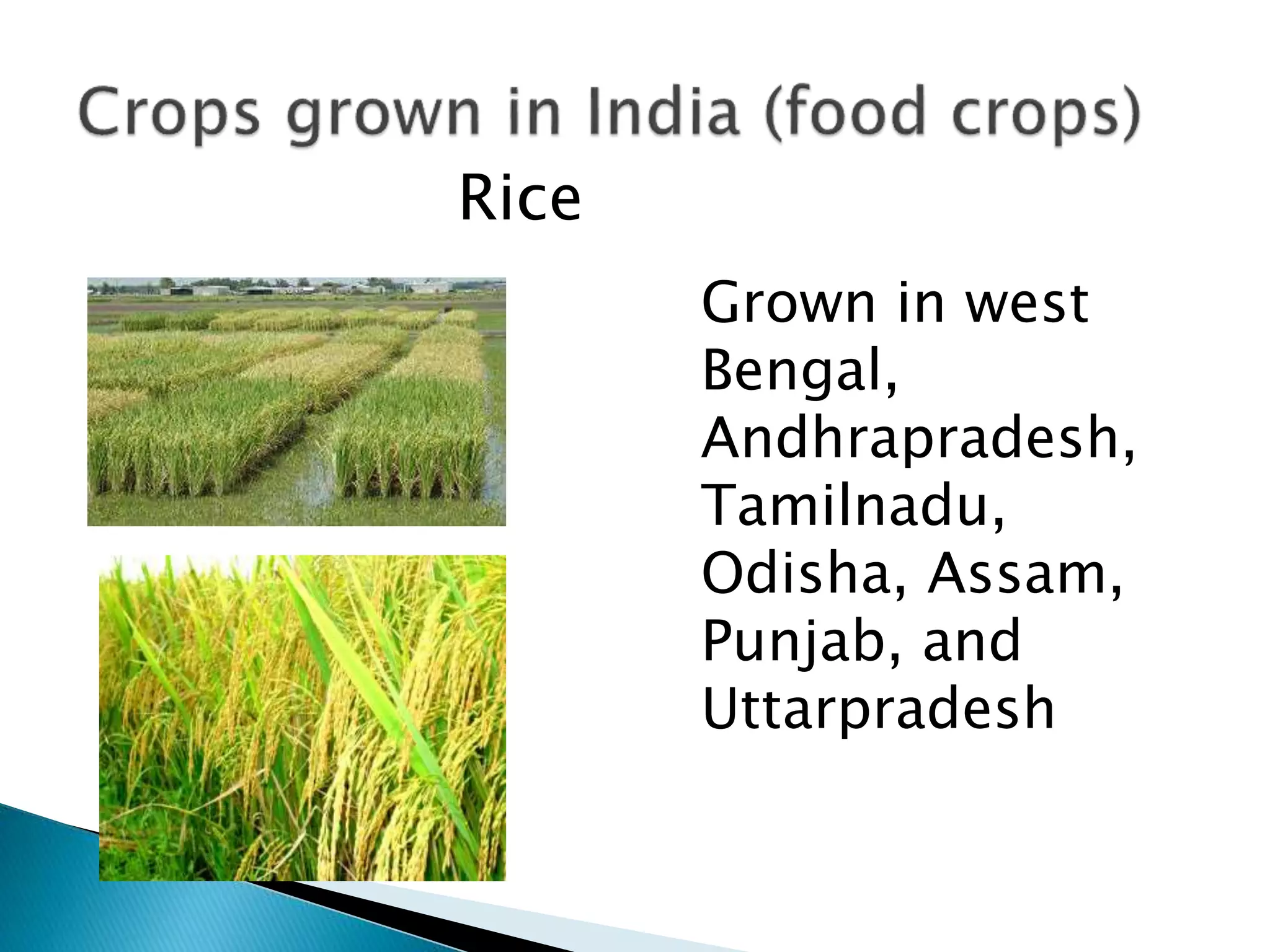 Rice
Grown in west
Bengal,
Andhrapradesh,
Tamilnadu,
Odisha, Assam,
Punjab, and
Uttarpradesh
 