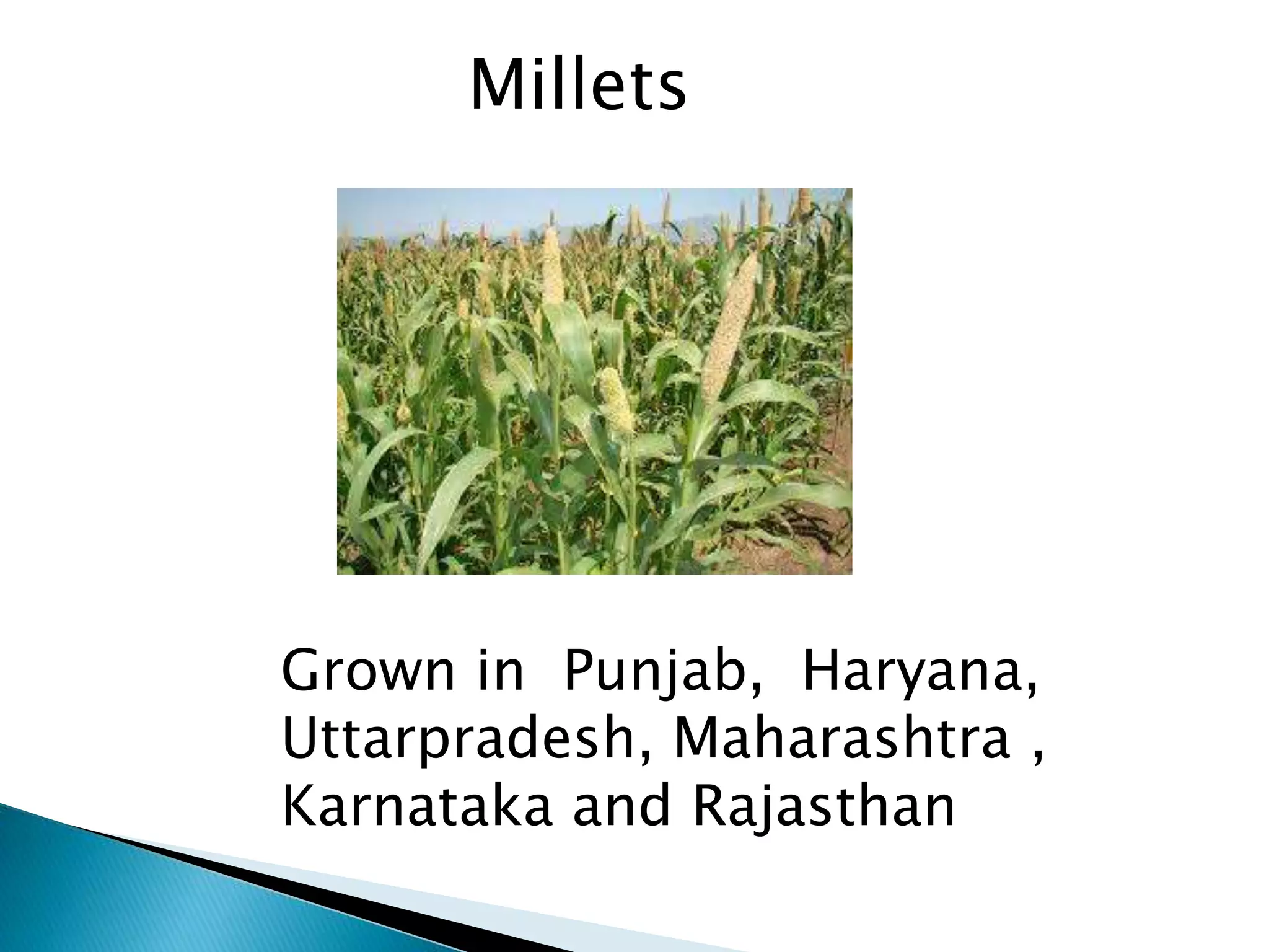 Grown in Punjab, Haryana,
Uttarpradesh, Maharashtra ,
Karnataka and Rajasthan
Millets
 