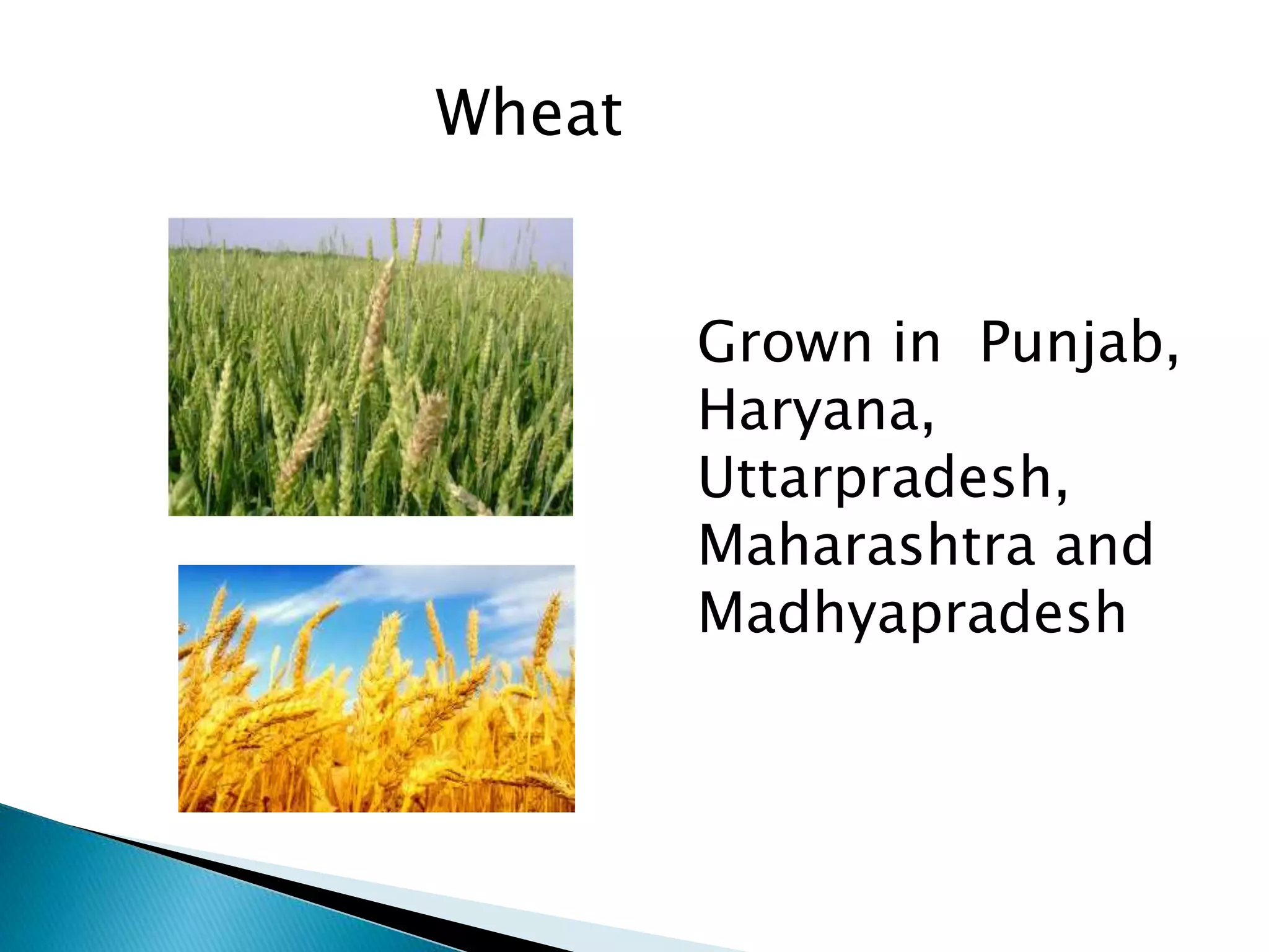 Grown in Punjab,
Haryana,
Uttarpradesh,
Maharashtra and
Madhyapradesh
Wheat
 