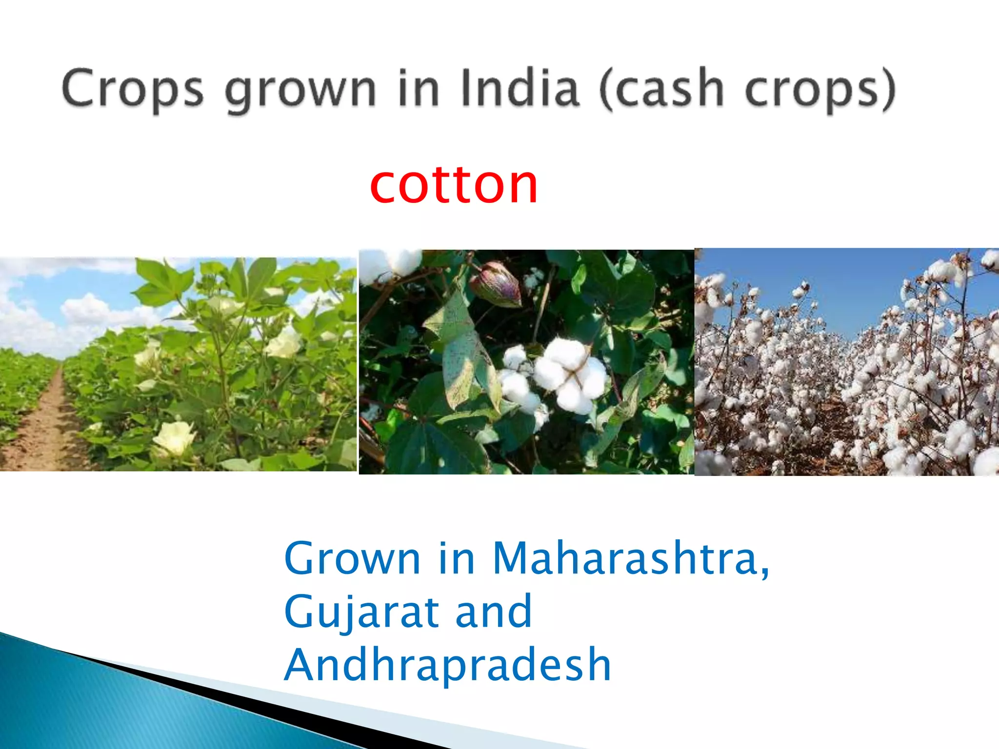 cotton
Grown in Maharashtra,
Gujarat and
Andhrapradesh
 