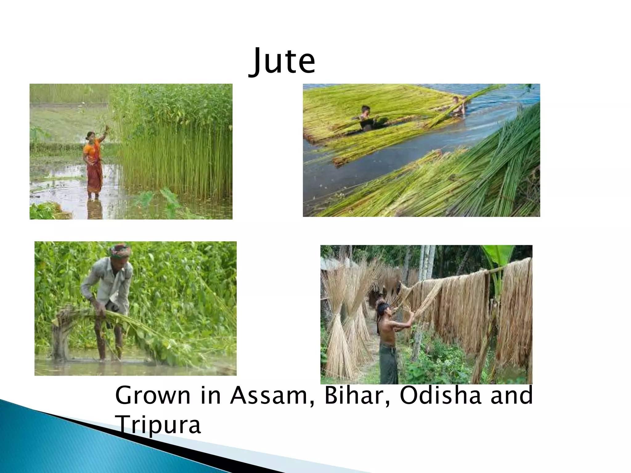 Grown in Assam, Bihar, Odisha and
Tripura
Jute
 