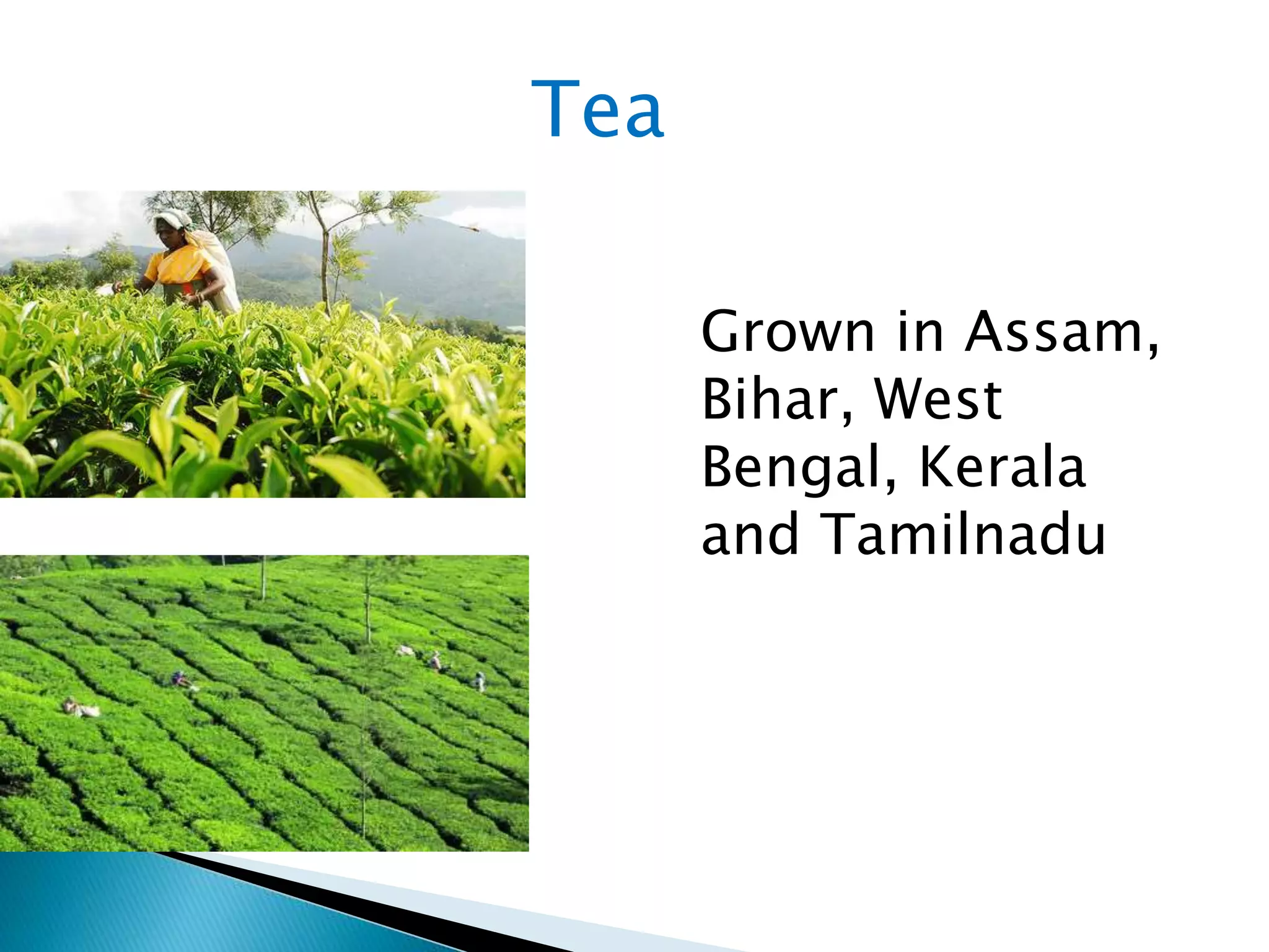 Grown in Assam,
Bihar, West
Bengal, Kerala
and Tamilnadu
Tea
 