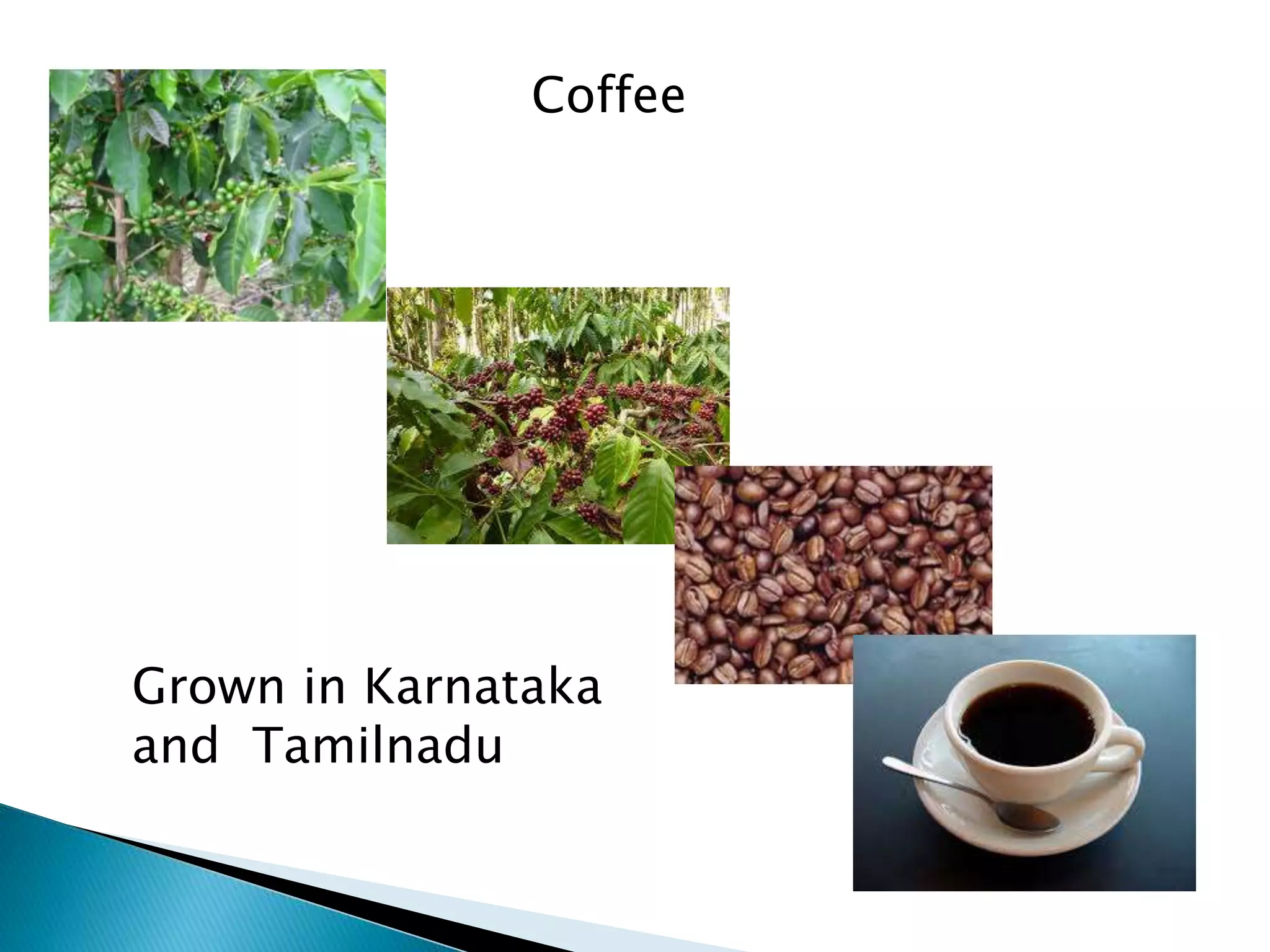 Grown in Karnataka
and Tamilnadu
Coffee
 