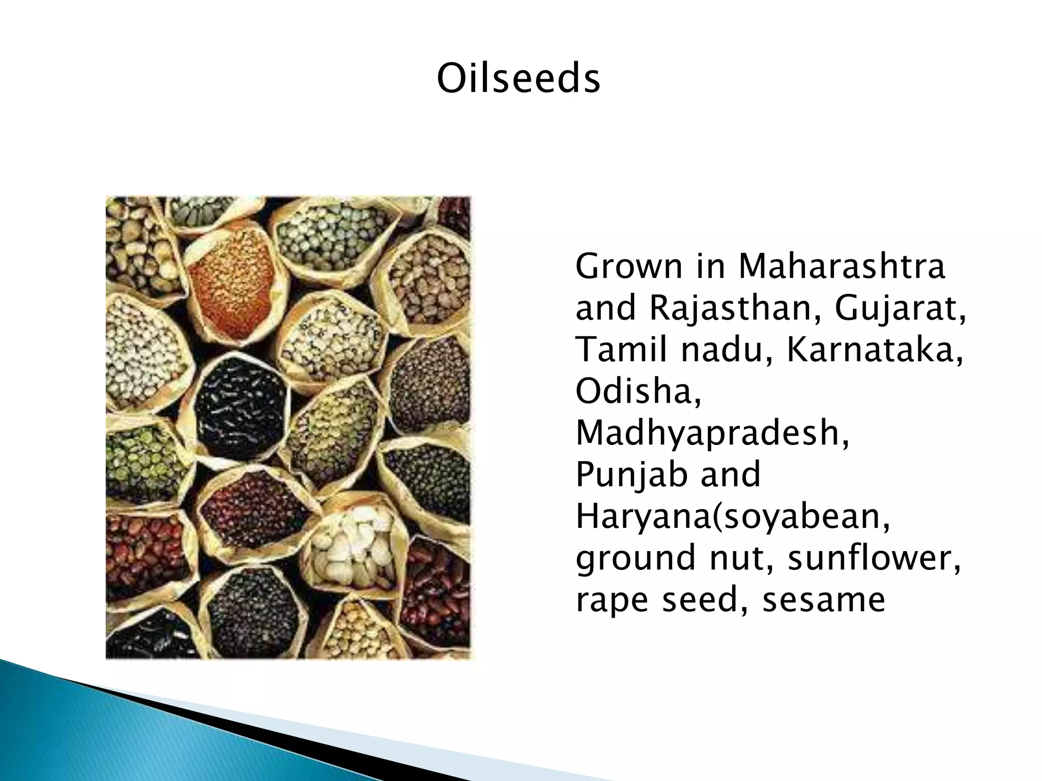 Grown in Maharashtra
and Rajasthan, Gujarat,
Tamil nadu, Karnataka,
Odisha,
Madhyapradesh,
Punjab and
Haryana(soyabean,
ground nut, sunflower,
rape seed, sesame
Oilseeds
 
