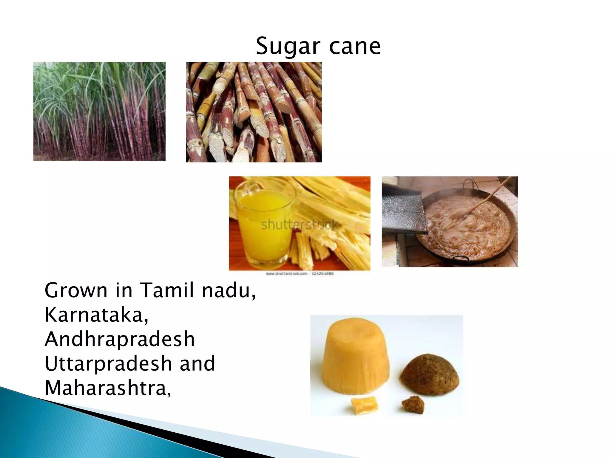 Grown in Tamil nadu,
Karnataka,
Andhrapradesh
Uttarpradesh and
Maharashtra,
Sugar cane
 