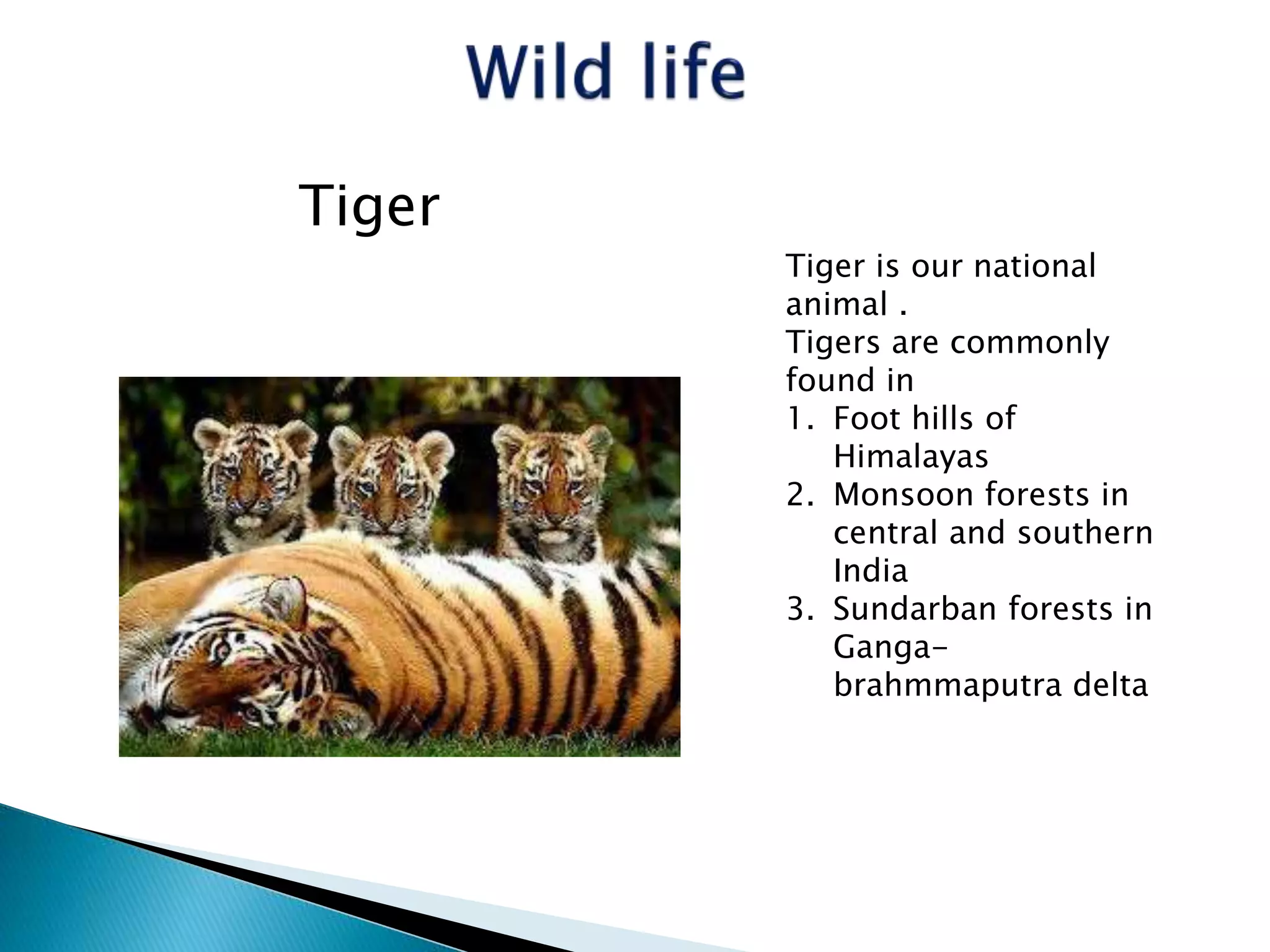 Tiger is our national
animal .
Tigers are commonly
found in
1. Foot hills of
Himalayas
2. Monsoon forests in
central and southern
India
3. Sundarban forests in
Ganga-
brahmmaputra delta
Tiger
 