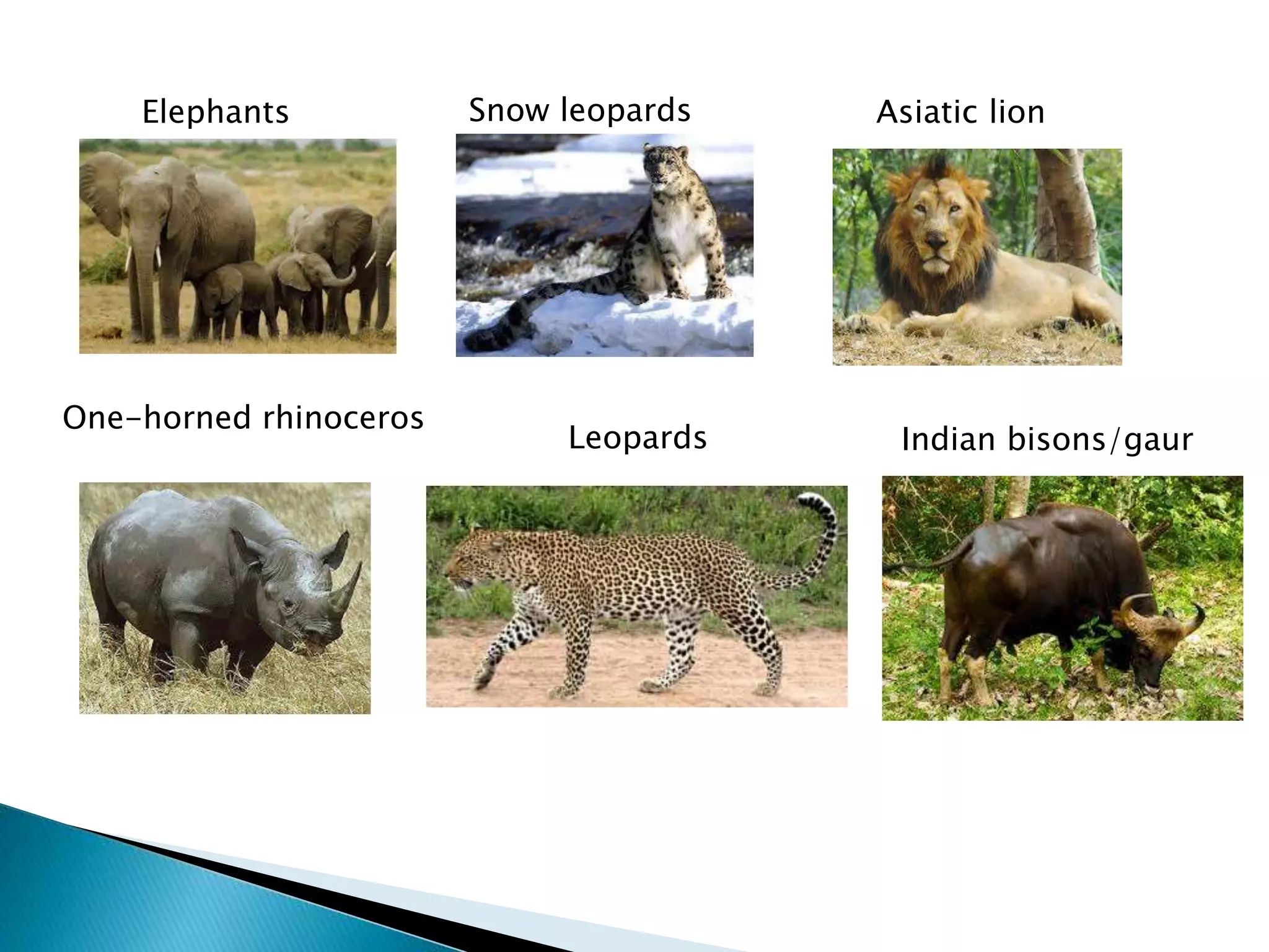 Elephants Asiatic lion
One-horned rhinoceros
Leopards
Snow leopards
Indian bisons/gaur
 