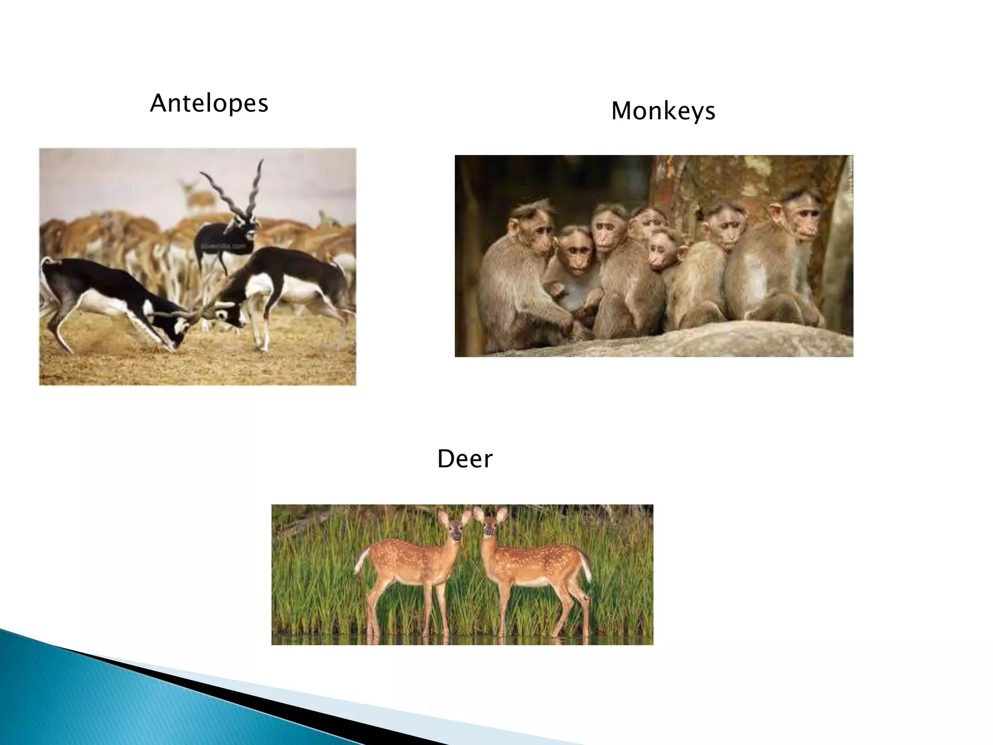 Monkeys
Deer
Antelopes
 