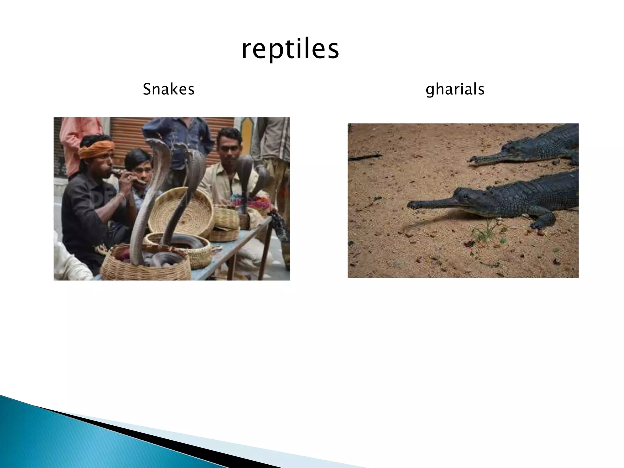 Snakes gharials
reptiles
 