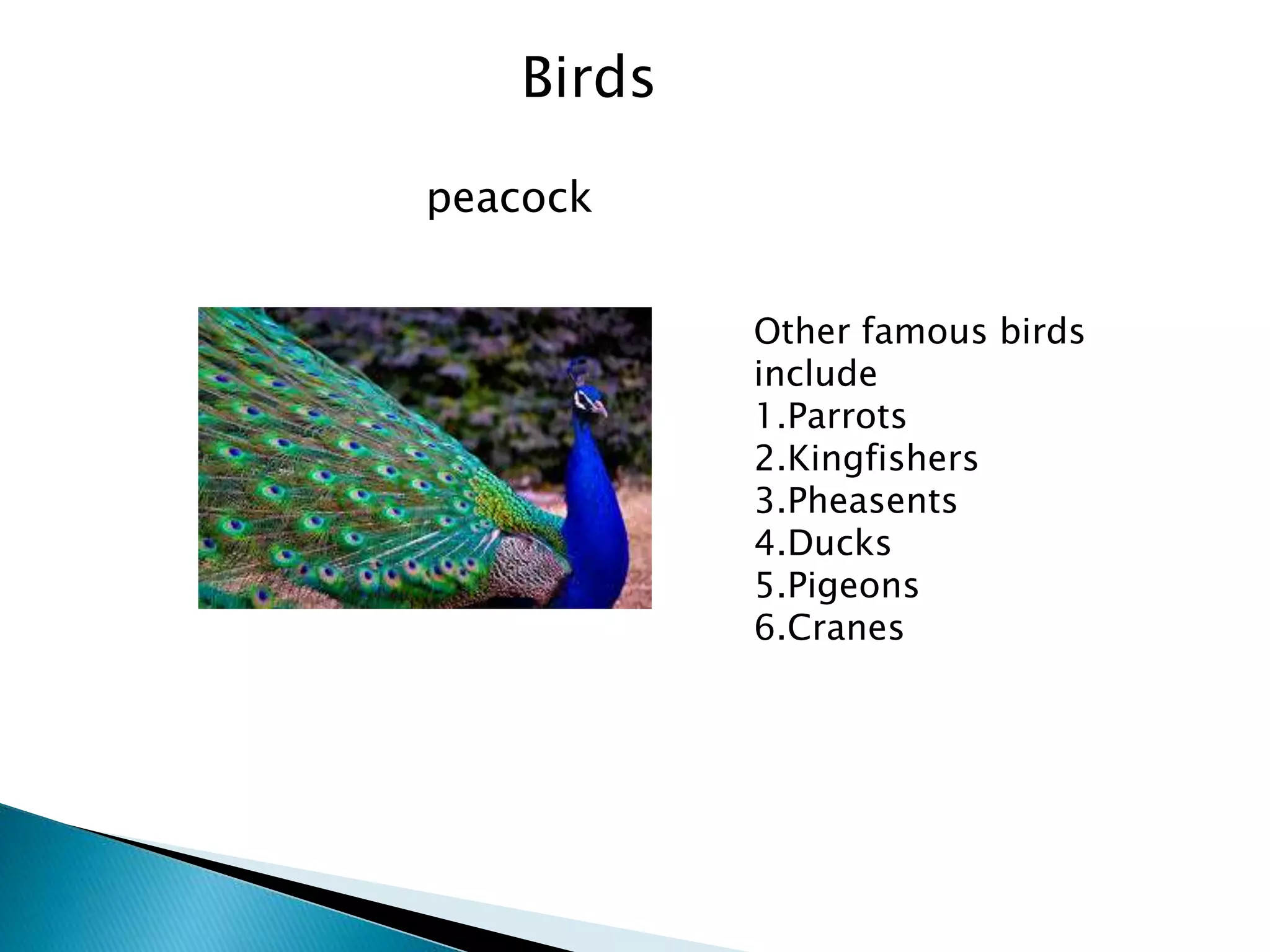 peacock
Other famous birds
include
1.Parrots
2.Kingfishers
3.Pheasents
4.Ducks
5.Pigeons
6.Cranes
Birds
 