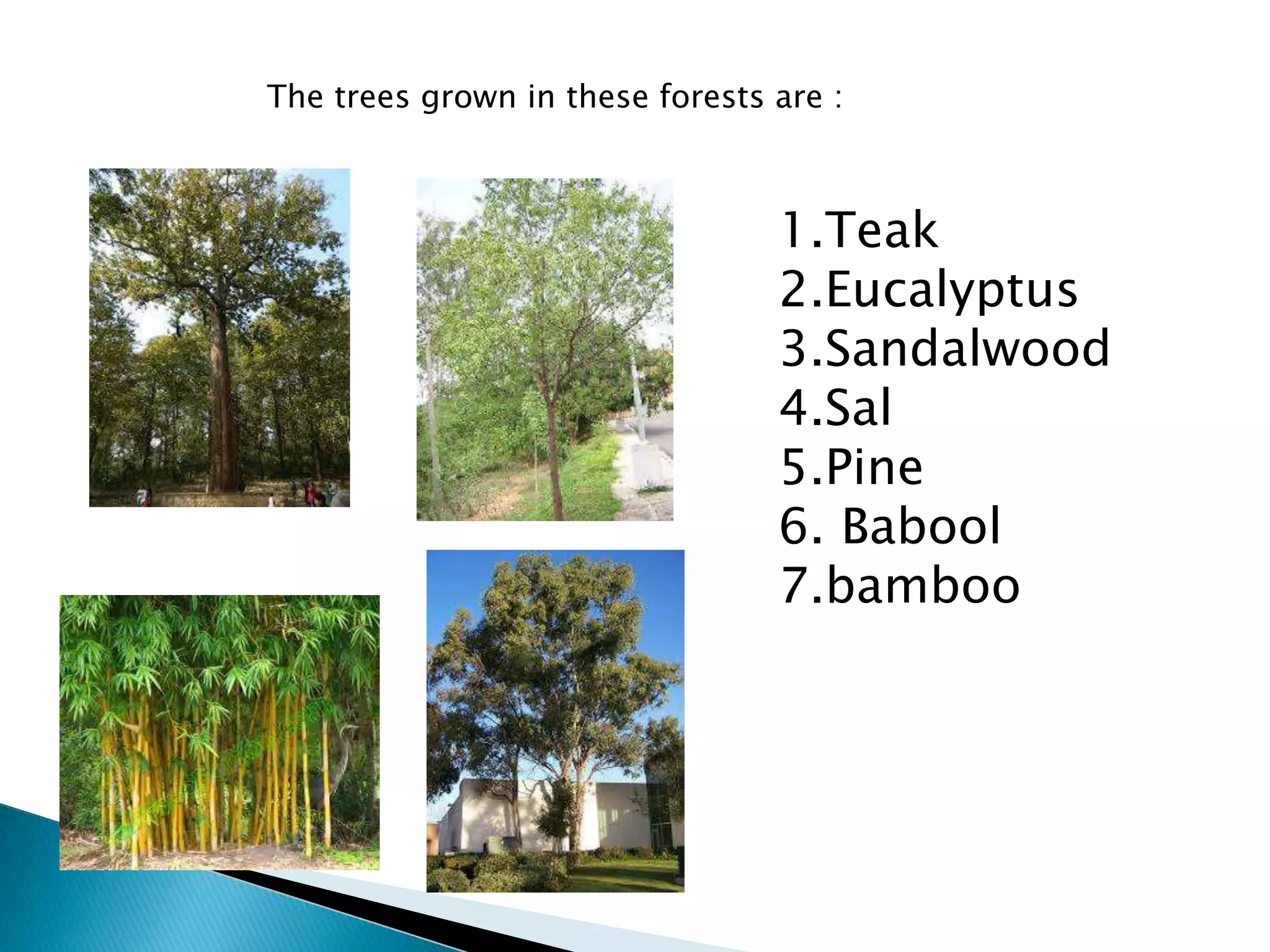 The trees grown in these forests are :
1.Teak
2.Eucalyptus
3.Sandalwood
4.Sal
5.Pine
6. Babool
7.bamboo
 