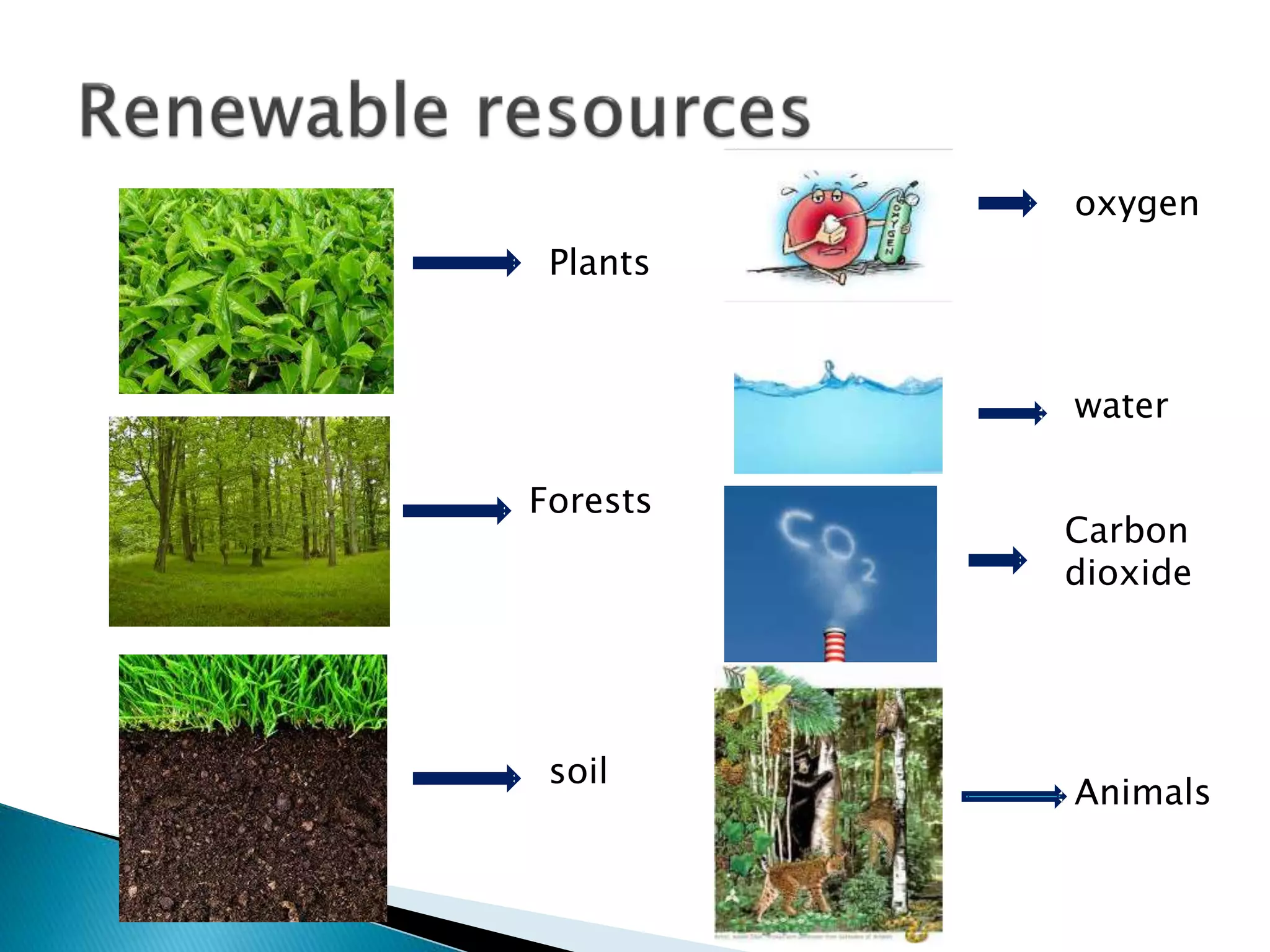 Plants
Forests
soil
oxygen
water
Carbon
dioxide
Animals
 