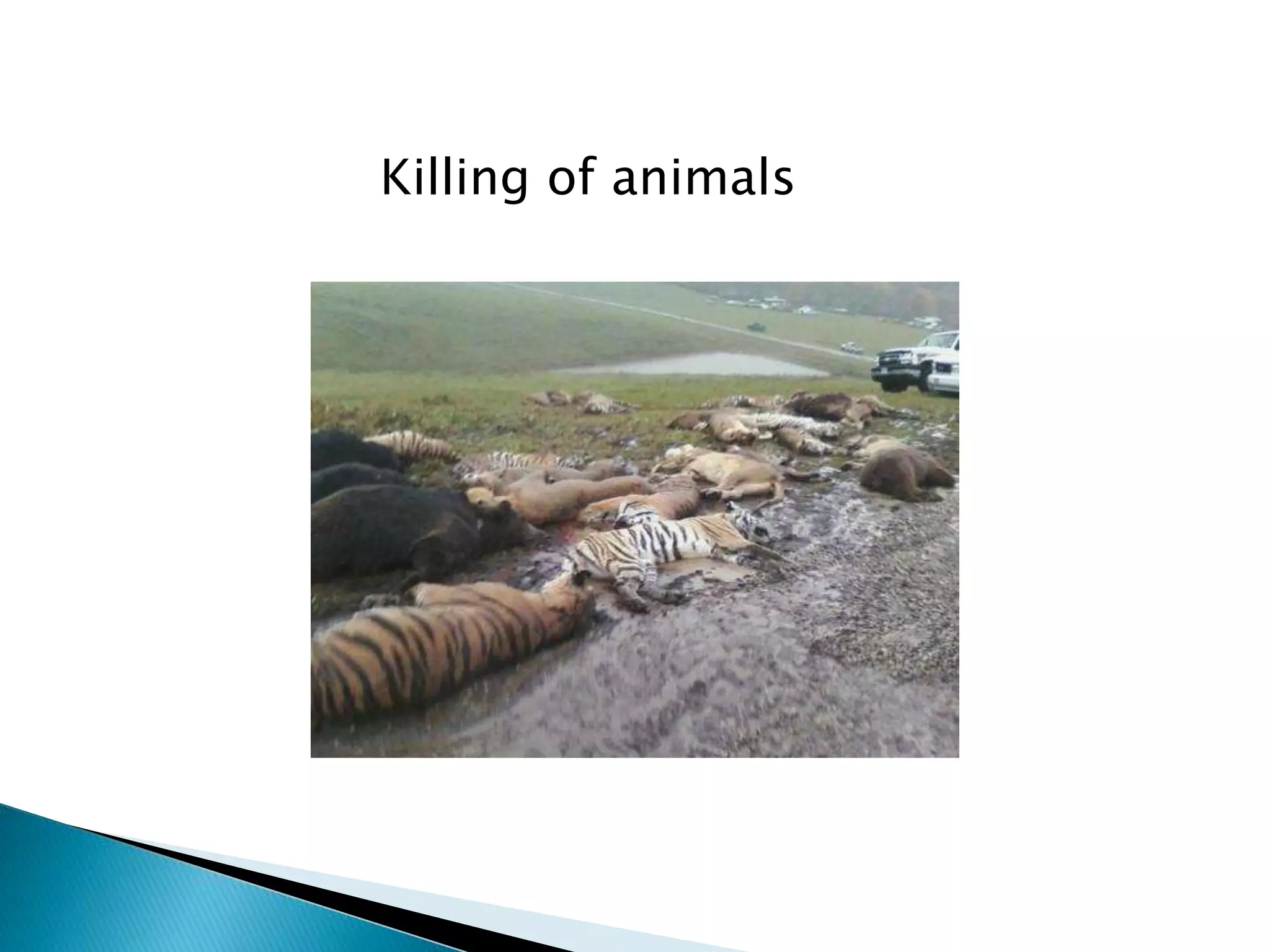 Killing of animals
 