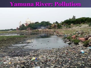 Yamuna River: PollutionYamuna River: Pollution
 
