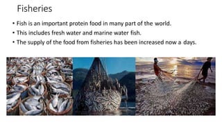 Fisheries
• Fish is an important protein food in many part of the world.
• This includes fresh water and marine water fish.
• The supply of the food from fisheries has been increased now a days.
 