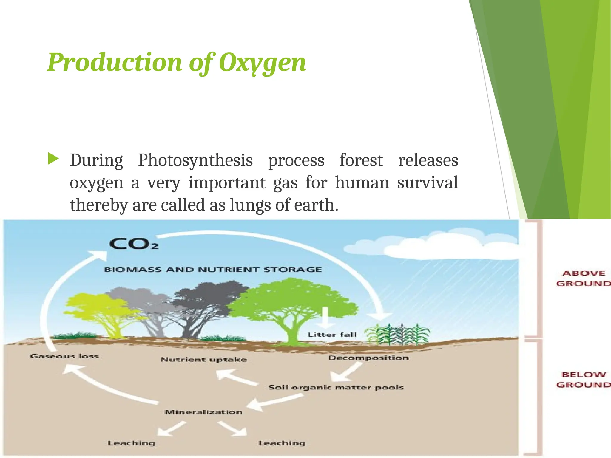 Production of Oxygen
 During Photosynthesis process forest releases
oxygen a very important gas for human survival
thereby are called as lungs of earth.
 