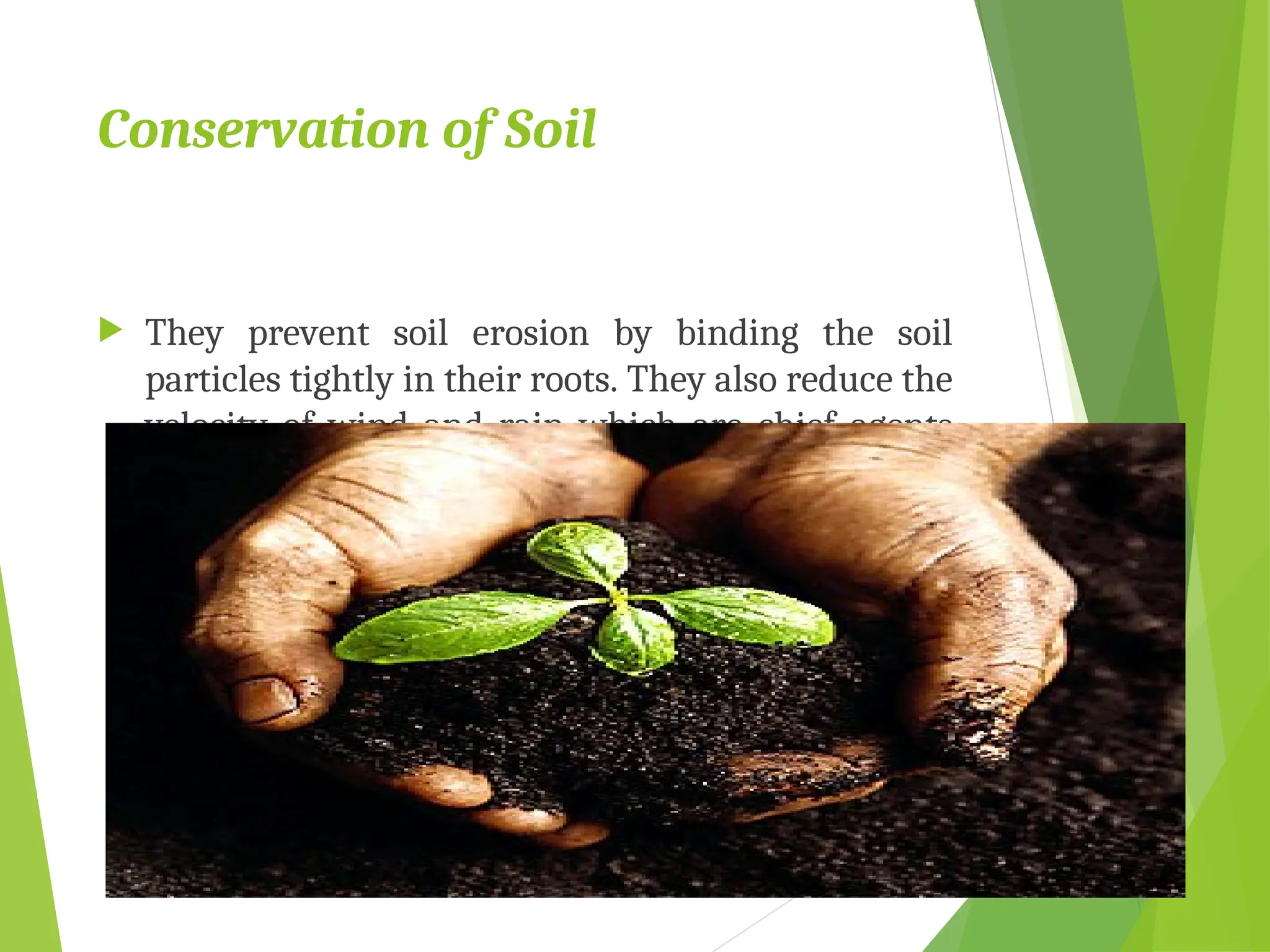 Conservation of Soil
 They prevent soil erosion by binding the soil
particles tightly in their roots. They also reduce the
velocity of wind and rain which are chief agents
causing erosion
 