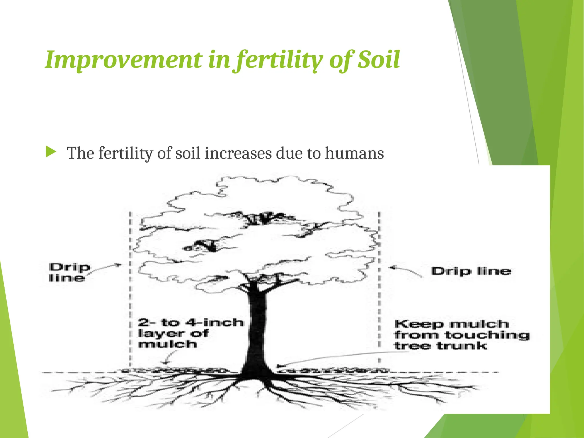 Improvement in fertility of Soil
 The fertility of soil increases due to humans
formed by the decay of forest litter
 