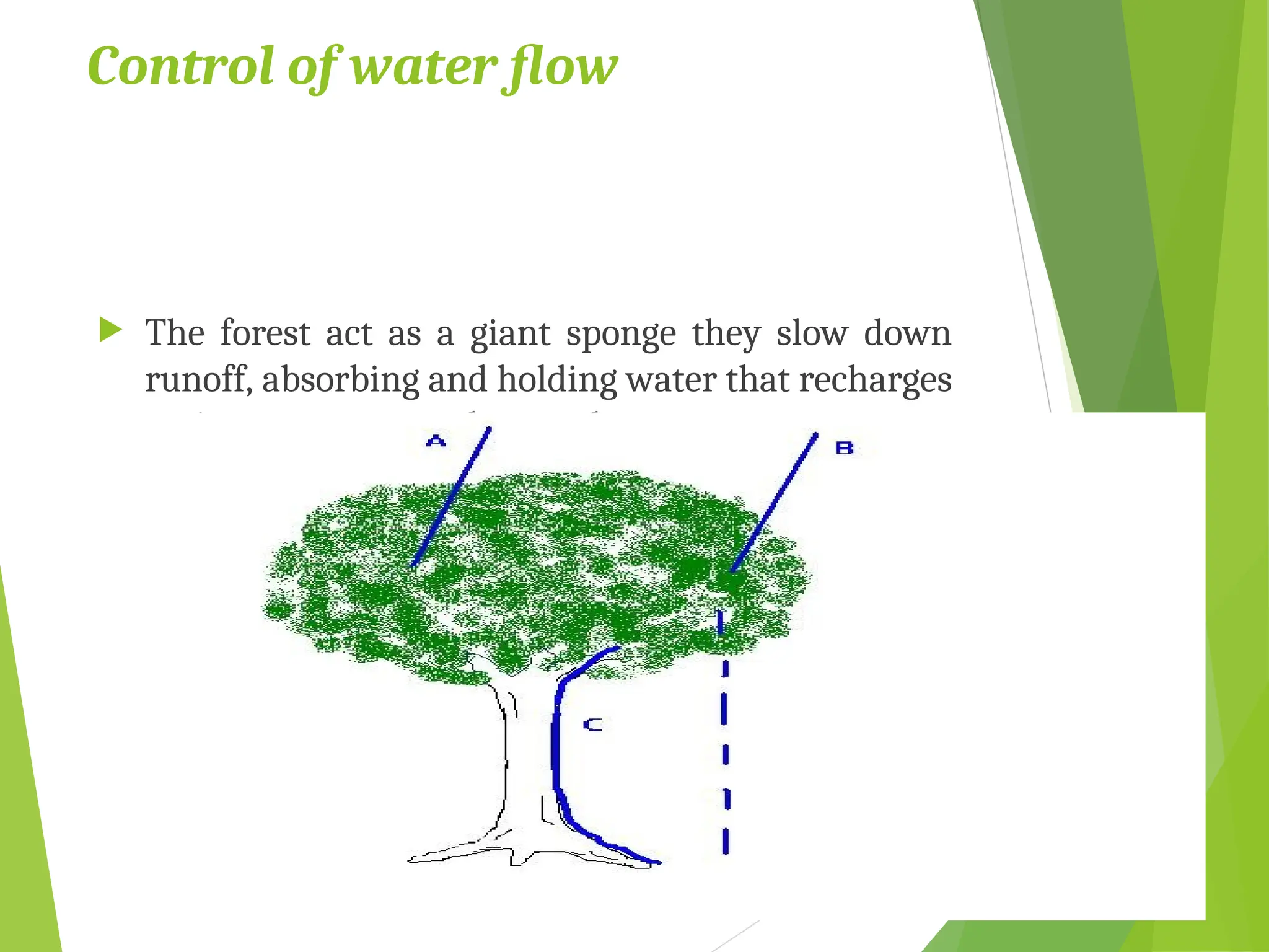 Control of water flow
 The forest act as a giant sponge they slow down
runoff, absorbing and holding water that recharges
springs, streams, and ground water.
 