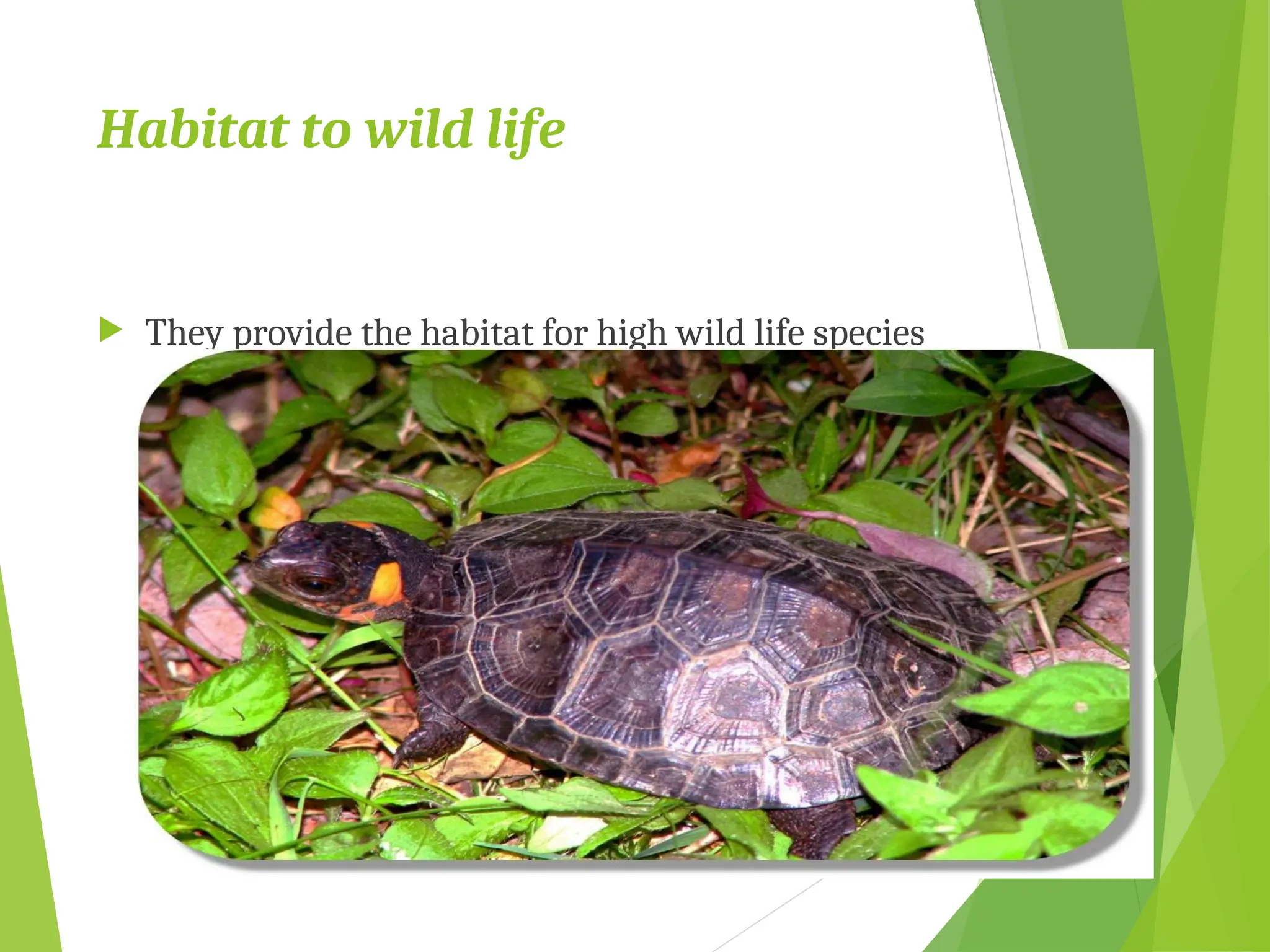 Habitat to wild life
 They provide the habitat for high wild life species
 