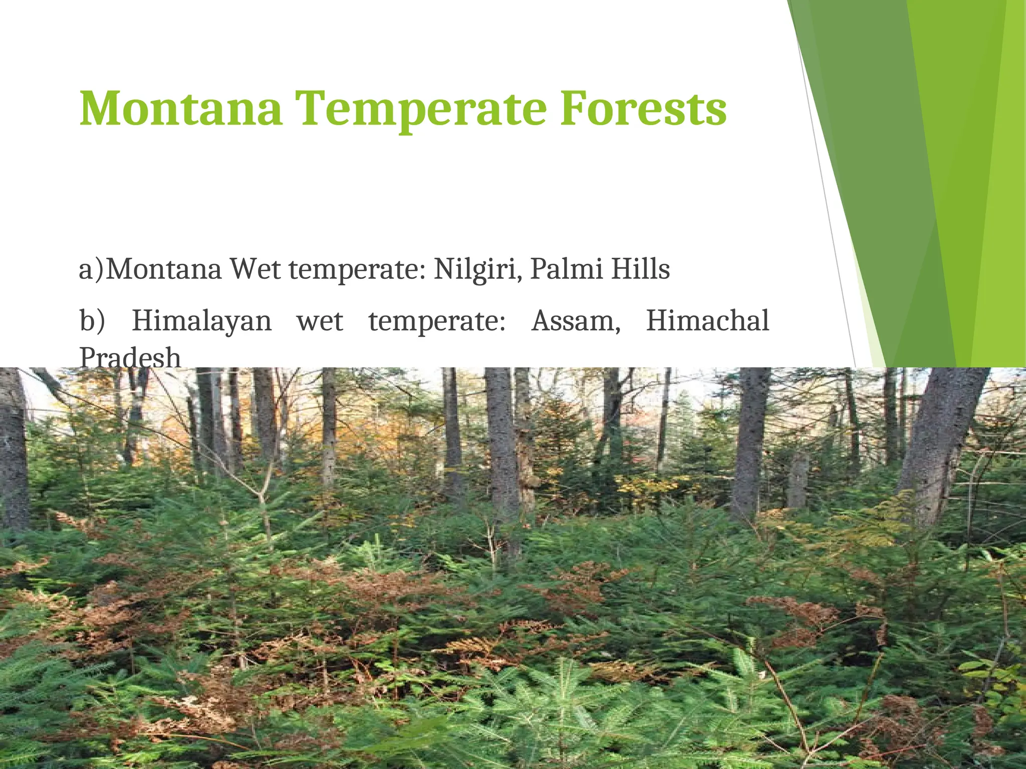 Montana Temperate Forests
a)Montana Wet temperate: Nilgiri, Palmi Hills
b) Himalayan wet temperate: Assam, Himachal
Pradesh
c) Himalayan dry temperate: Kashmir
 